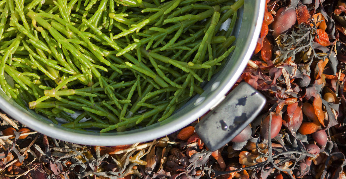  Samphire Foraging